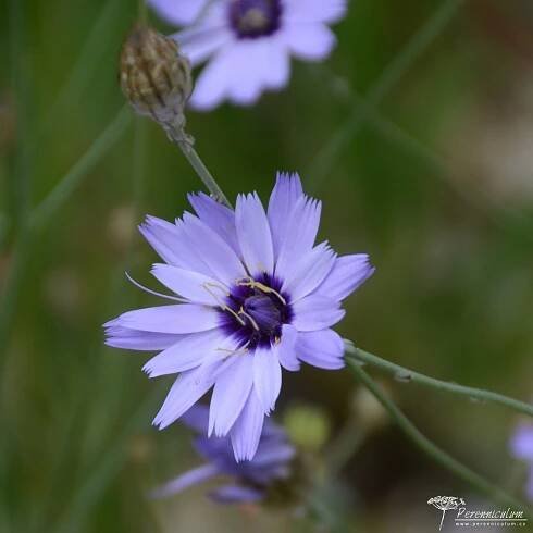 Catananche caerulea