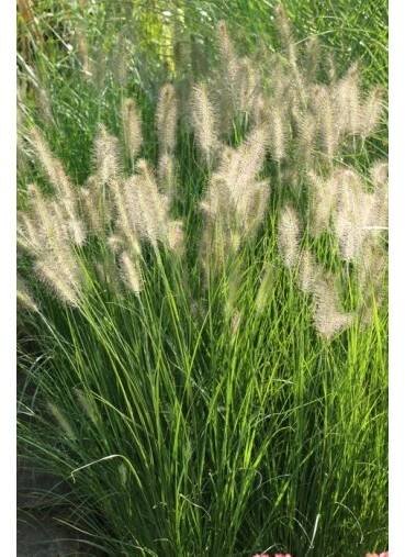 Pennisetum alopecuroides 'Hameln' - dochan psárkovitý