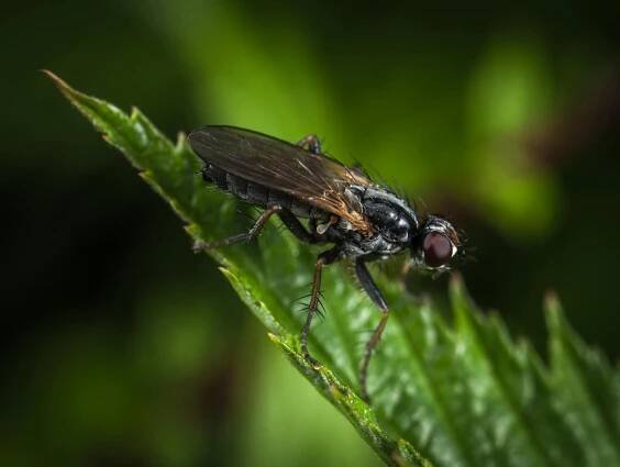 bezplatná Základová fotografie zdarma na téma animalia, barevný, bezobratlí Základová fotografie