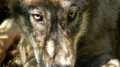 Americký stát Idaho chce odstřelit 90 procent vlků - Novinky