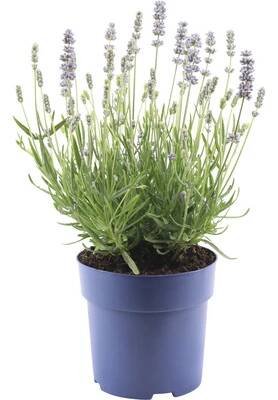 Levandule růžová Lavandula angustifolia 'Felice' 15-20 cm květináč Ø 15 cm - HORNBACH