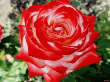 Hybridní čajové růže: oblíbené odrůdy a jak starat se o trvalé krásy správně | Architektura, konstrukce a návrh interiéru