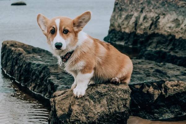 800+ nejlepších fotografií na téma Corgi · 100% bezplatné stažení · Základové fotografie Pexels