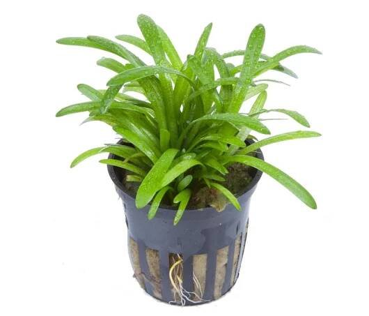 Sagittaria subulata