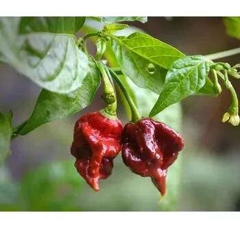 Carolina Reaper Choco Chilli semínka