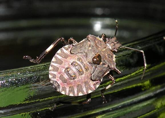 Obrázek - Halyomorpha halys (kněžice mramorovaná) | BioLib.cz