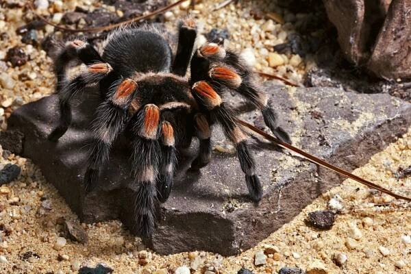 Jak vyléčit arachnofobii? - TOPZINE.cz