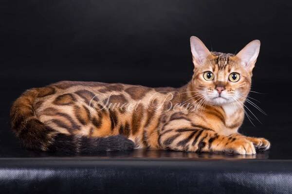 Sweet-beast.com | Bengal | UA*Sweet Beast Czarevna