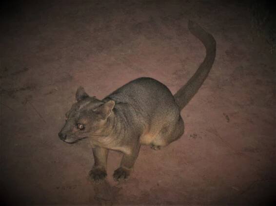 Le fossa