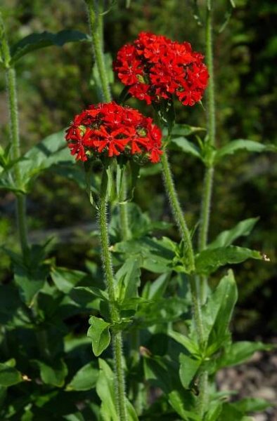 Kohoutek (Lychnis)