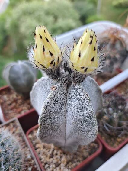 Astrophytum - Strana: 2 - Kaktusové fórum KKP