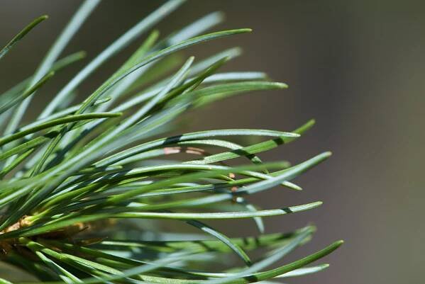 Borovice drobnokvětá - Pinus parviflora