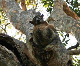 Red-tailed sportive lemur - Wikipedia