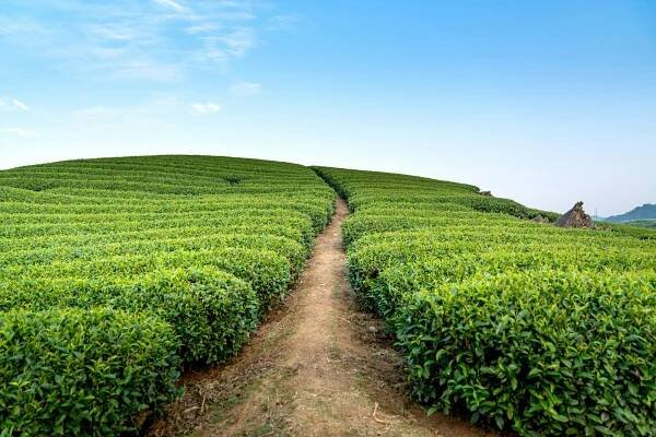 bezplatná Základová fotografie zdarma na téma čajové lístky, čajové plantáže, chodník Základová fotografie