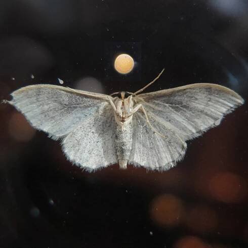 C. M. Kosemen - Lepidopteran Observations