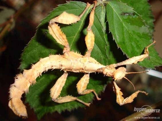 Extatosoma Tiaratum (strašilka australská) - foto 1
