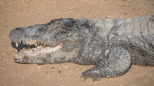 Soubor:PK Kirthar NP asv2020-02 img26.jpg – Wikipedie