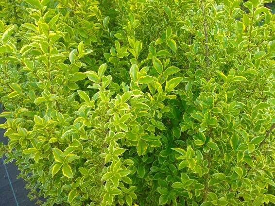 Ptačí zob zlatý - Ligustrum ovalifolium ´Aureum´, 80-100 cm - Image 5