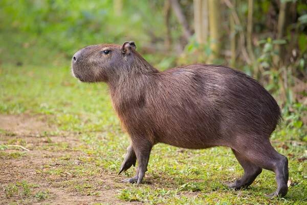 capybara chůze po zemi - kapybara - stock snímky, obrázky a fotky