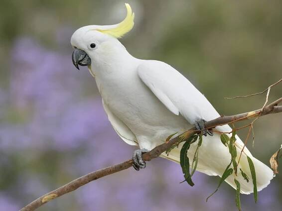  - Sulphur-crested Cockatoo
