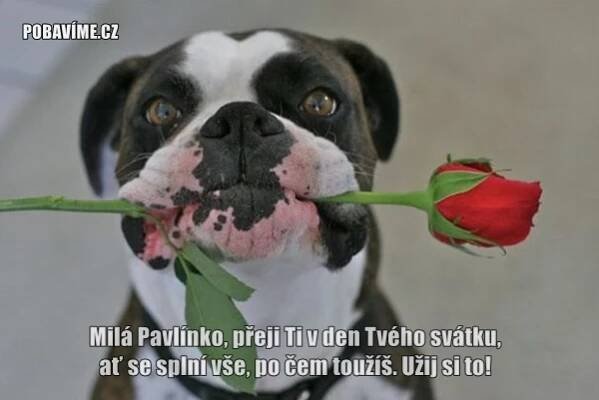 Přání k svátku pro Pavlínu | Pobavime.cz