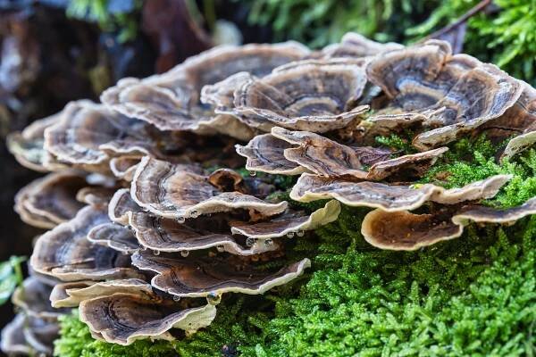 Maitake Mushroom Positive Benefits - Plant Science