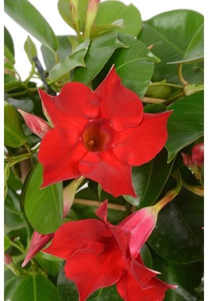 Dipladénie (Mandevilla sanderi) červená pr. 17 cm