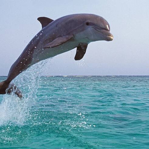 Crying Dolphin Rescued After Getting Stuck on Rocks in Delaware
