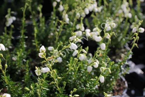 Dabécie kantabrijská, Irský vřes 'Alberta White' - Daboecia cantabrica 'Alberta White'