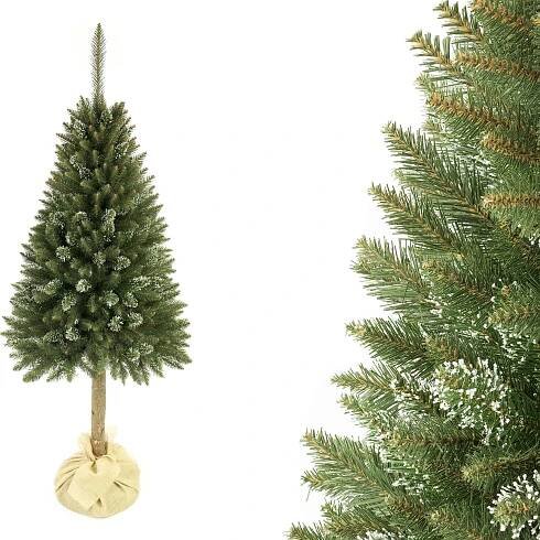Vánoční stromek Smrk ledový na kmínku 180 cm - trendie