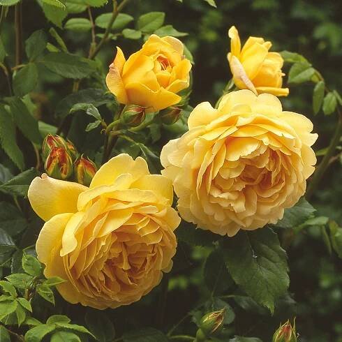 Golden Celebration_1