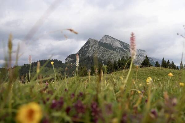 Berggipfel unter bewölktem Himmel, umrahmt von Wildblumen und Gras im Vordergrund, mit Bäumen am Fuße des Berges.