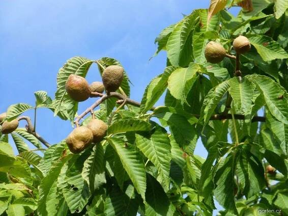 Jírovec Dupontův (Aesculus x dupontii var hessei)