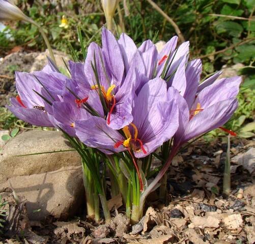 Exhilarating Saffron: An Herb of the Sun — Rowan + Sage