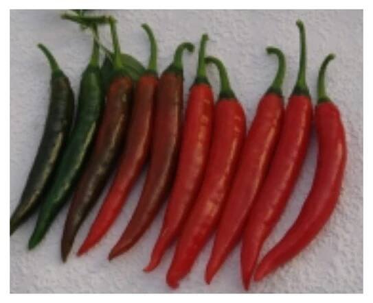 PAPRIKA ZELENINOVÁ KOZÍ ROH GUTERA (CAPSICUM ANNUUM) - SEMENA PAPRIKY - 0,5 G (CCA 60 KS)