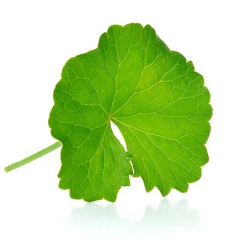 Advanced cellulite cream with high-purity centella asiatica / gotu kola extract