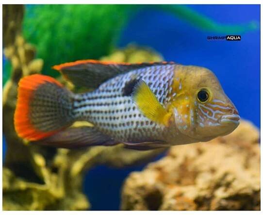 Akara potoční 7 cm - Aequidens rivulatus