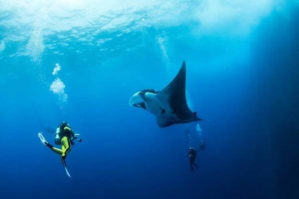 Diving Komodo, Exploring Remarkable Underwater and meet the dragon