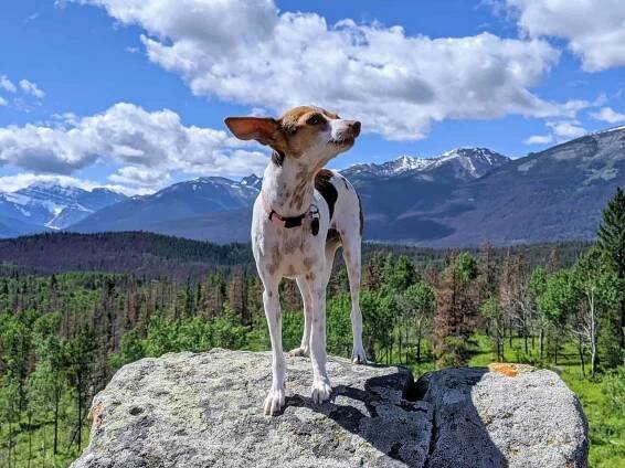 Dog Friendly Jasper - Everything You Need to Know