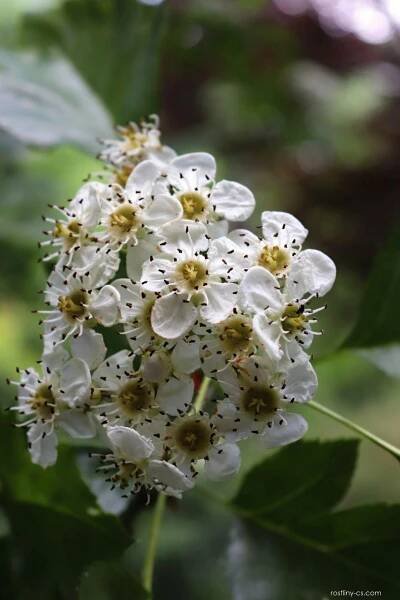 Hloh peřenoklaný (Crataegus pinnatifida), květy, květenství