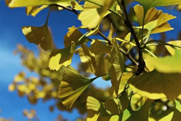 Ginko, Listy, Ginko Strom, Příroda