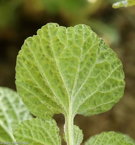 Marrubium vulgare – jablečník obecný • Pladias: Database of the Czech flora and vegetation