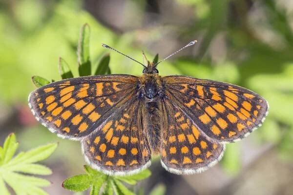Heath fritillary