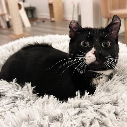 Baxter has the cutest little face and even cuter EARS!!! 😻 We’re obsessed with those curly ears, big eyes, and goofy personality!

Baxter is about 6 months old and is a total sweetheart! He loves to run & play with the other kitties, and h