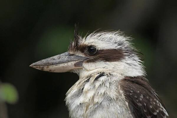 Birds and Marsupials of Northern Australia - Darwin, Cairns and Brisbane (CANCELLED)