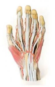 Povrchová disekce levé ruky a zápěstí - 3D anatomický model