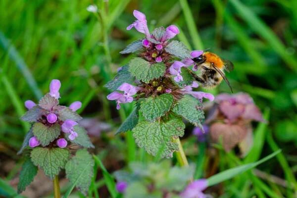 Bee on deadnettle flowers