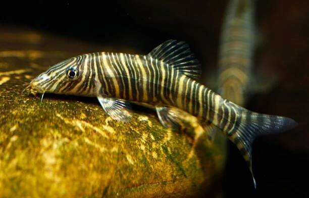 Obchod s akvarijními rybami může mít vliv na biodiverzitu | BusinessInfo.cz