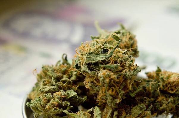 Co vše dělá THC s vaším tělem? - Rastaman