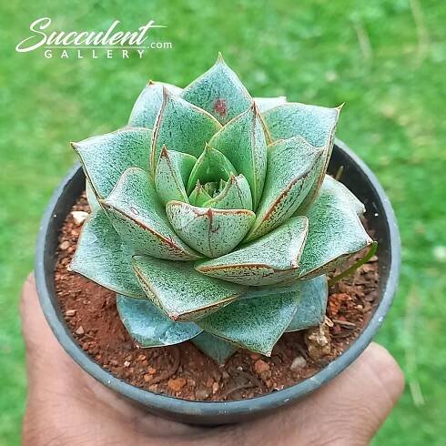 Echeveria purpusorum